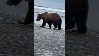 Bear Charges Photographer In Alaska [upl. by Atteuqal]