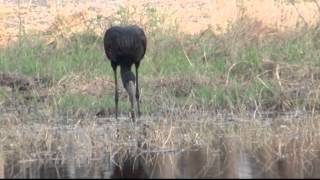 Birds of Africa 2 [upl. by Trela]