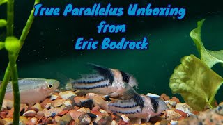 True Corydoras Parallelus From Eric Bodrock [upl. by Efron]