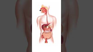 Digestive System Animation  How food moves through the digestive system [upl. by Mchale579]