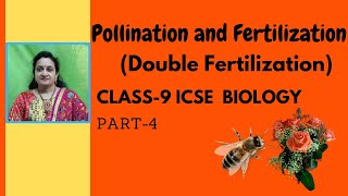 Pollination and FertilizationDouble Fertilizationpart4DoubleFertilization Triplefusion [upl. by Acinorahs33]