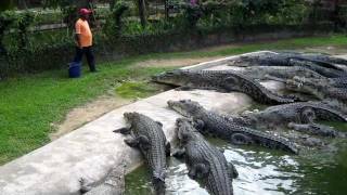 Crocodile Feeding at Langkawi Crocodile Farm [upl. by Perreault]