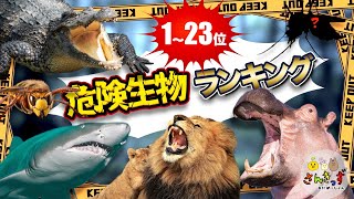 【危険生物ランキングTop23】危険な生き物ランキング 1位はとっても身近なあの生き物？！【危険生物図鑑】動物 海の生き物 昆虫 [upl. by Amsirak93]