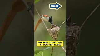 A Mother Flycatcher Feed Their Young Ones Nature Animals [upl. by Acinod534]