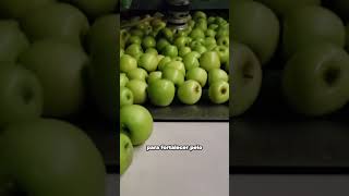 ¿Qué hace la manzana en el cuerpo dieta alimentacion viral cocina manzana comersaludable [upl. by Ennovihs124]