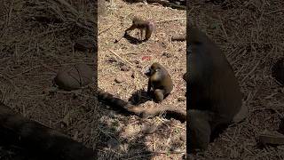 Mandrills Bavianen baboons monkey Artis zoo Amsterdam Nederland planet of the apes [upl. by Willette]