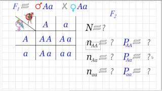 ¿Cómo llenar la tabla de Punnet Con ejercicios resueltos Herencia de Mendel [upl. by Burkhardt]