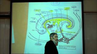 INTRO TO HUMAN EMBRYOLOGY PART 2 by Professor Fink [upl. by Nednil238]