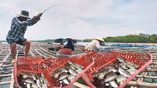 HOW TO CATCH FISH WHILE THE LOCALS ARE HARVESTING OYSTERS IN THE RIVER COOKING FISH IN TWO WAYS [upl. by Aprilette]