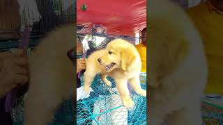 Galiff Street Pet Market Kolkata  Quality Dog Puppy at Cheap Price shorts shortsfeeds [upl. by Niwri500]