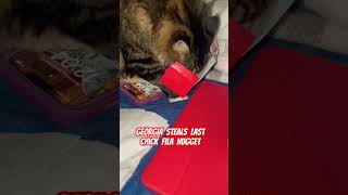 Cat Steals Chick Fila Box cats catlovers catreels catshorts funnyanimals georgia cute badcat [upl. by Weinreb]