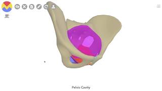 3D Tour of the Pelvic Floor [upl. by Luaped791]