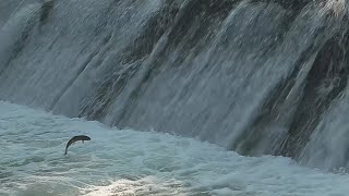 Fishing Trout Run Minnesota [upl. by Dolores788]