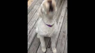 Goldendoodle barking on command  quotWoofquot [upl. by Kevin]