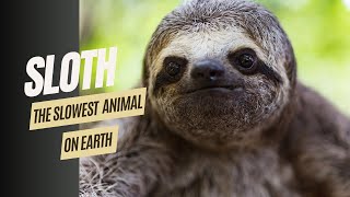 SLOTH THE SLOWEST ANIMAL ON EARTH [upl. by Ardnasal]