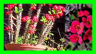 How To Care for Crown of Thorns Plant Growing Euphorbia Milii Plant [upl. by Ahsinad]