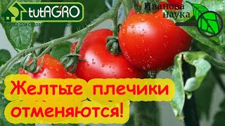 ВКУСНЫЕ ТОМАТЫ ГДЕ ВЗЯТЬ КАЛИЙ ДЛЯ ПОДКОРМКИ Бесплатный органический калий у вас под носом [upl. by Yejus615]