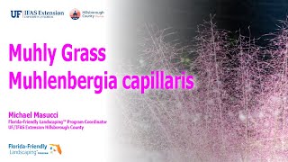 Muhly Grass  Muhlenbergia capillaris [upl. by Nnairret]