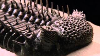 David Attenborough Origin of Life Conquest HD BBC Documentary Animals amp Nature 3 [upl. by Lellih723]