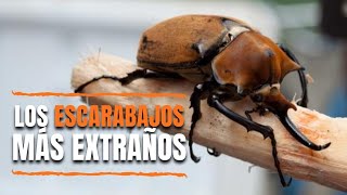 Conoce los escarabajos más raros ¿Qué comen los coleópteros 🐞 🦗 [upl. by Amoreta]