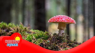 Kingdom Fungi  More Science on the Learning Videos Channel [upl. by Aerdnad]