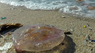 Spain Balearic Island Ibiza  west coast  dead stinging jellyfishes on beach of Cala Vadella [upl. by Windsor]