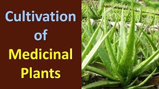 Cultivation of Medicinal Plants [upl. by Duester]