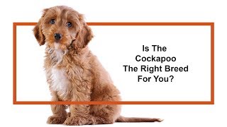 Everything you need to know about Cockapoo puppies 2019 [upl. by Lai]