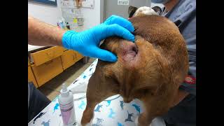 Bulldog Anal Gland Impaction amp Abscess HOW TO by Dr Kraemer Vet4Bulldog [upl. by Izabel586]