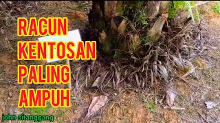 RACUN Paling AMPUH Membasmi Gulma Kentosan [upl. by Morgan]