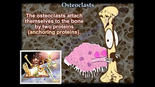 Osteoclasts  Everything You Need To Know  Dr Nabil Ebraheim [upl. by O'Gowan]