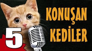 Konuşan Kediler 5  En Komik Kedi Videoları [upl. by Dnob]