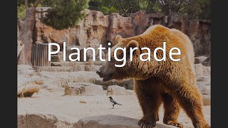 Plantigrade [upl. by Tima]