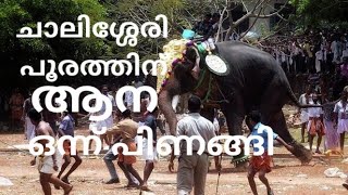 chalissery pooram 2024 ചാലിശ്ശേരി പൂരത്തിന് ആന ഒന്ന് പിണങ്ങി chalisserypooram2024 pooram2024 [upl. by Lytsyrk149]