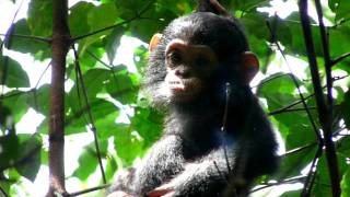 Baby chimpanzee [upl. by Ardnaik]