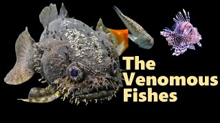 Venomous Fishes Natures Deadliest Creatures [upl. by Templeton]