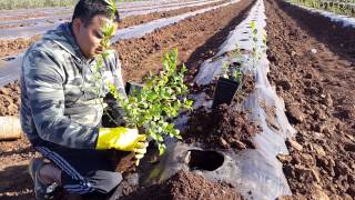 como plantar arandanos en chile [upl. by Tnattirb572]