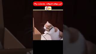 أغرب مواقف للحيوانات  هتدهشك ج119 [upl. by Dedrick904]