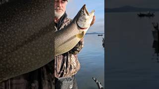 Méthode torpille  catchandrelease poisson fishon magog truite pêche fishing videopeche [upl. by Aerahs]