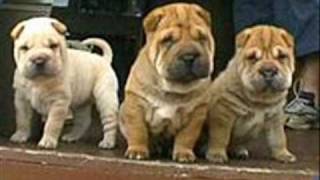 shar pei [upl. by Nireves]