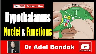 The Hypothalamus Nuclei and Functions Dr Adel Bondok Making Anatomy Simple [upl. by Enajiram368]