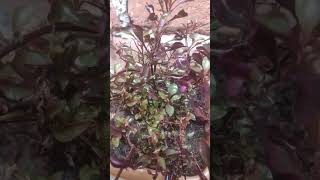 coprosma plant nature garden shortsfeed flowergarden music ytshortsindia ytshorts viralshort [upl. by Schecter]