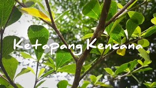 Cara Menanam amp Merawat Pohon Ketapang Kencana [upl. by Elleyoj]