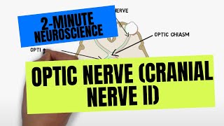 2Minute Neuroscience Optic Nerve Cranial Nerve II [upl. by Yetta18]