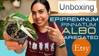 Epipremnum Pinnatum Albo Variegated  HOUSE PLANT UNBOXING [upl. by Tnemelc]