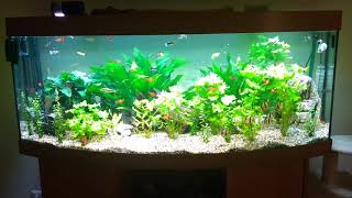 Juwel Vision 450 Liter Aquarium [upl. by Hatti]