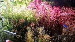 Rotala Blood Red  Care [upl. by Marv]