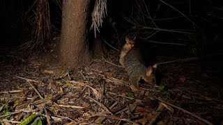 Brushtailed Possum female comes to feed Joey jumps on her back slowmotion [upl. by Ayiotal]