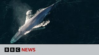 Blue whales return to tropical haven  BBC News [upl. by Zumstein314]