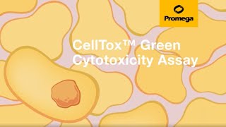 CellTox™ Green Cytotoxicity Assay [upl. by Brig]